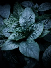 温室内の植物