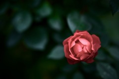 密やかに息づく