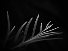 温室内の植物（モノクロ）