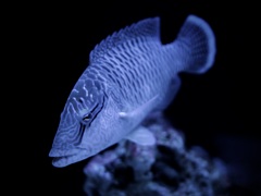 メガネモチノウオ