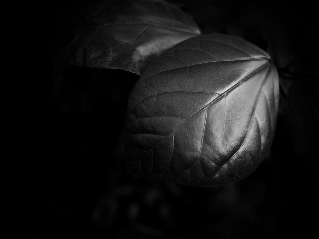 温室内の植物（モノクロ）