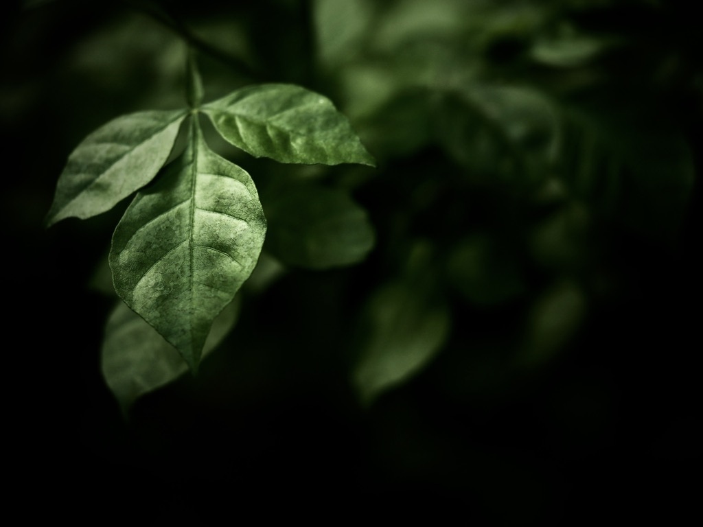 温室内の植物