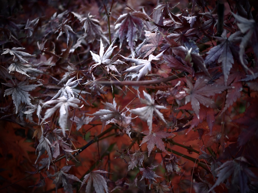 冬の紅葉