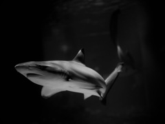 サメ・ツマグロ