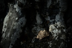 落ちて大樹に寄る