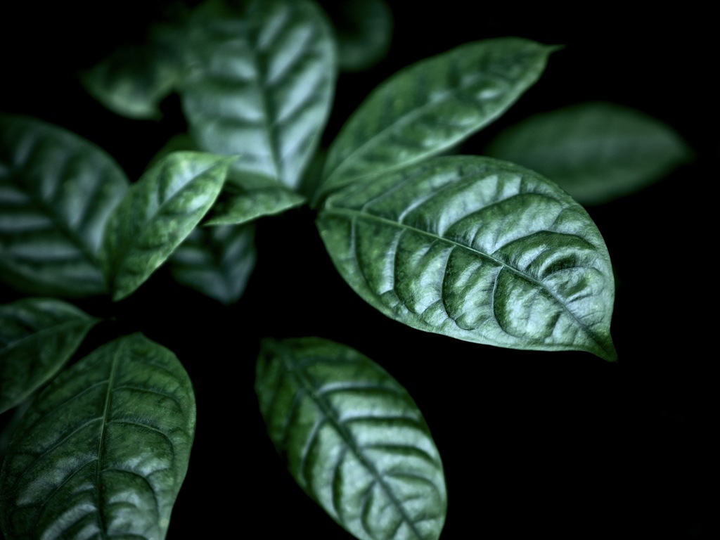 温室内の植物