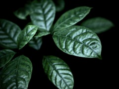 温室内の植物