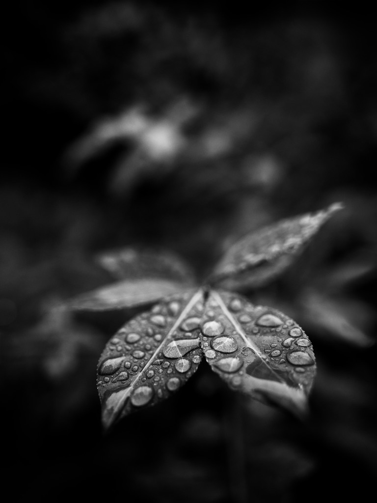 雨音が去ったとき、現れる世界