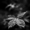 雨音が去ったとき、現れる世界