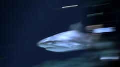 サメ・ツマグロ
