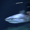 サメ・ツマグロ