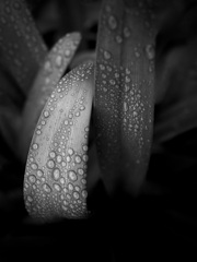 雨粒纏い、咲くを待つアガパンサス