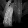 雨粒纏い、咲くを待つアガパンサス