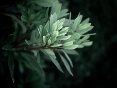 命の発露、涼やかに