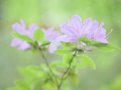新緑の光をまとい、ツツジは春を喜ぶ