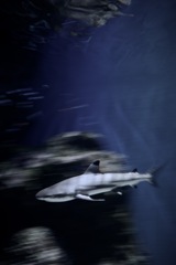 水裂く影