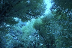 都市の森