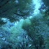都市の森