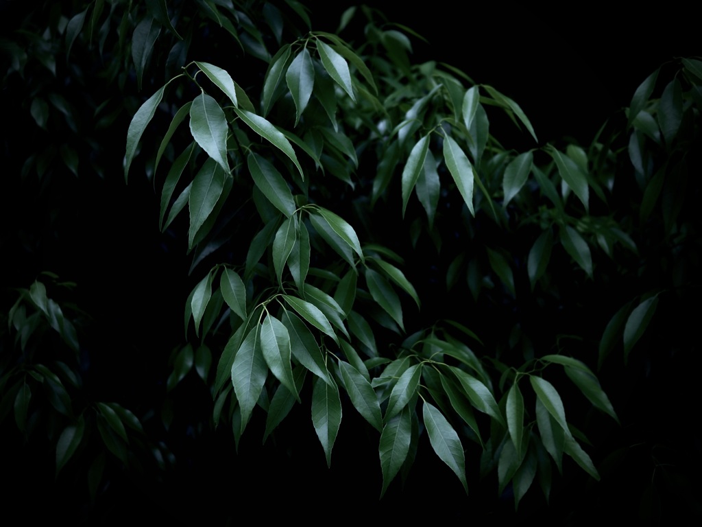 植物