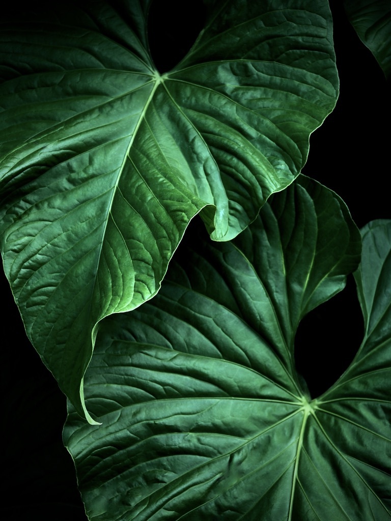 温室内の植物