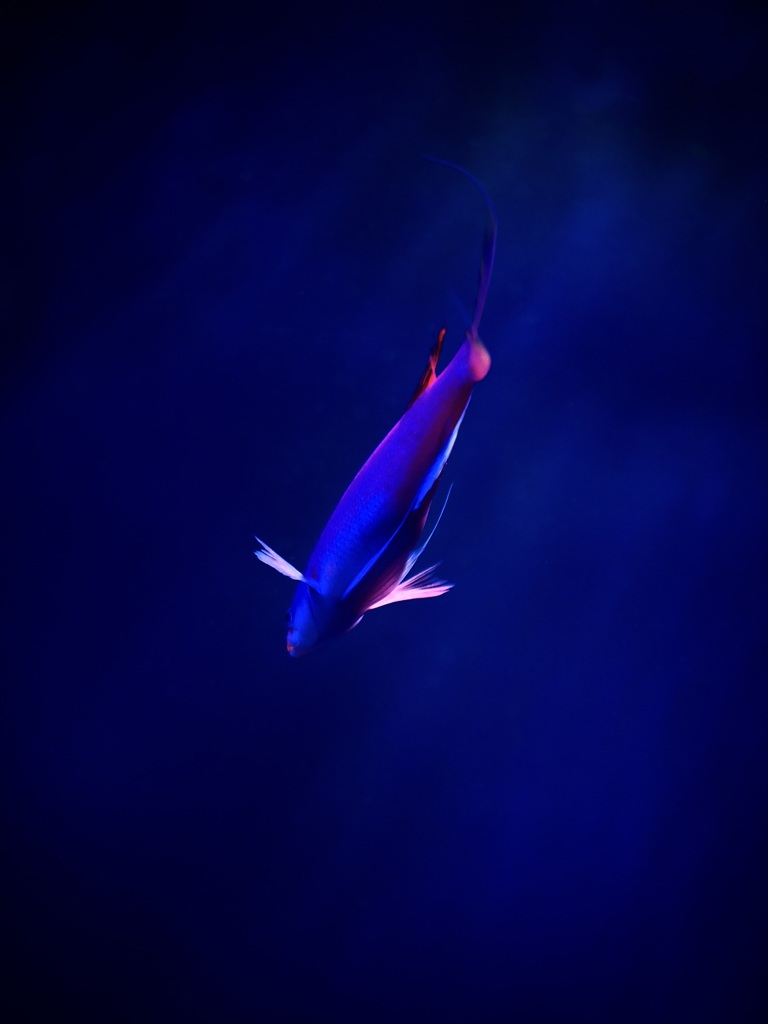 アクアリウムの生き物