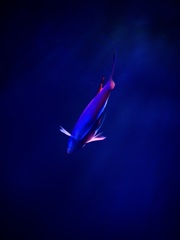 アクアリウムの生き物
