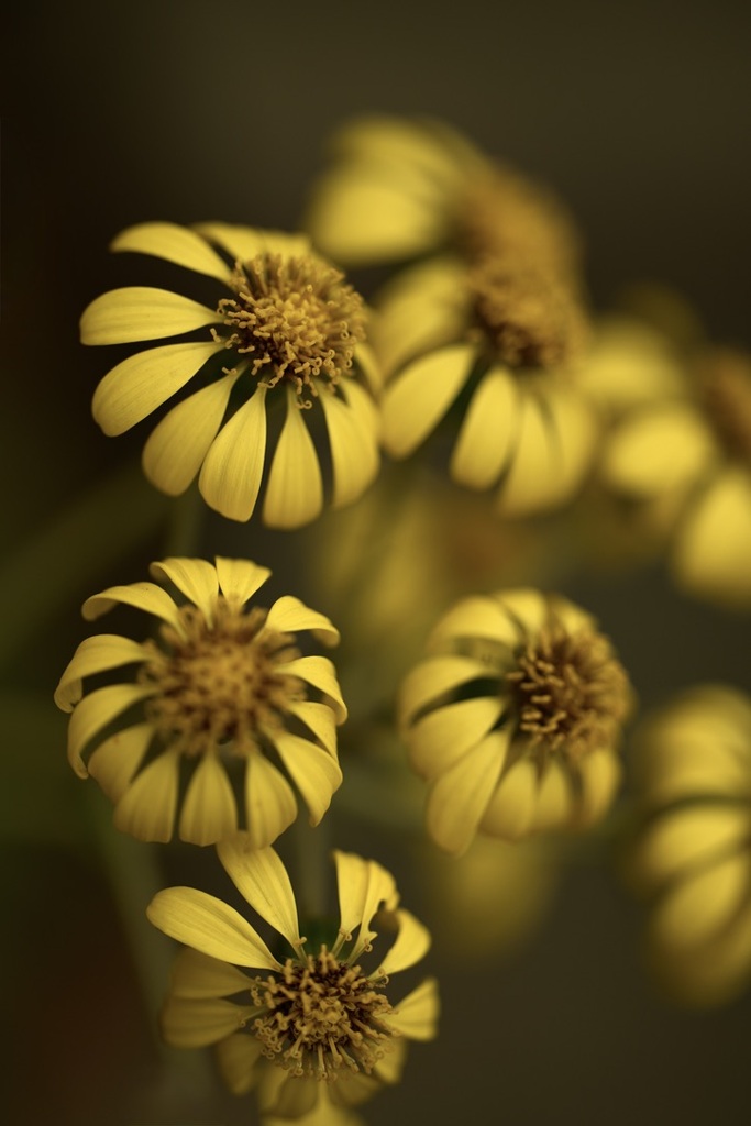 ツワブキの季節