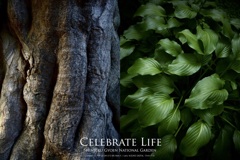 Celebrate Life（組み写真）