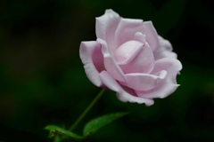 淡い色の花
