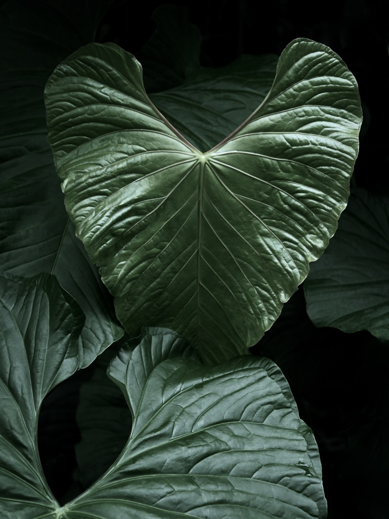温室内の植物