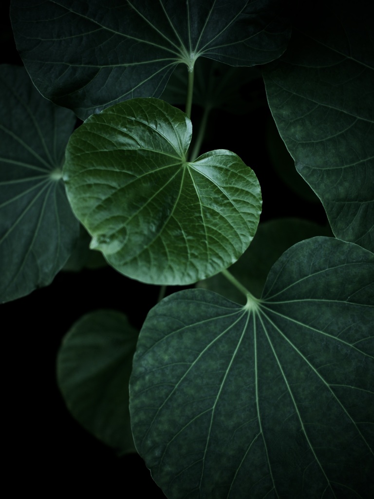 温室内の植物