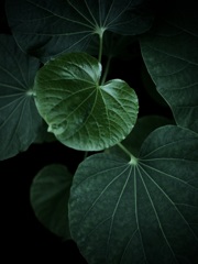温室内の植物