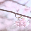 ツバキカンザクラ