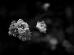 終わりゆく木香薔薇