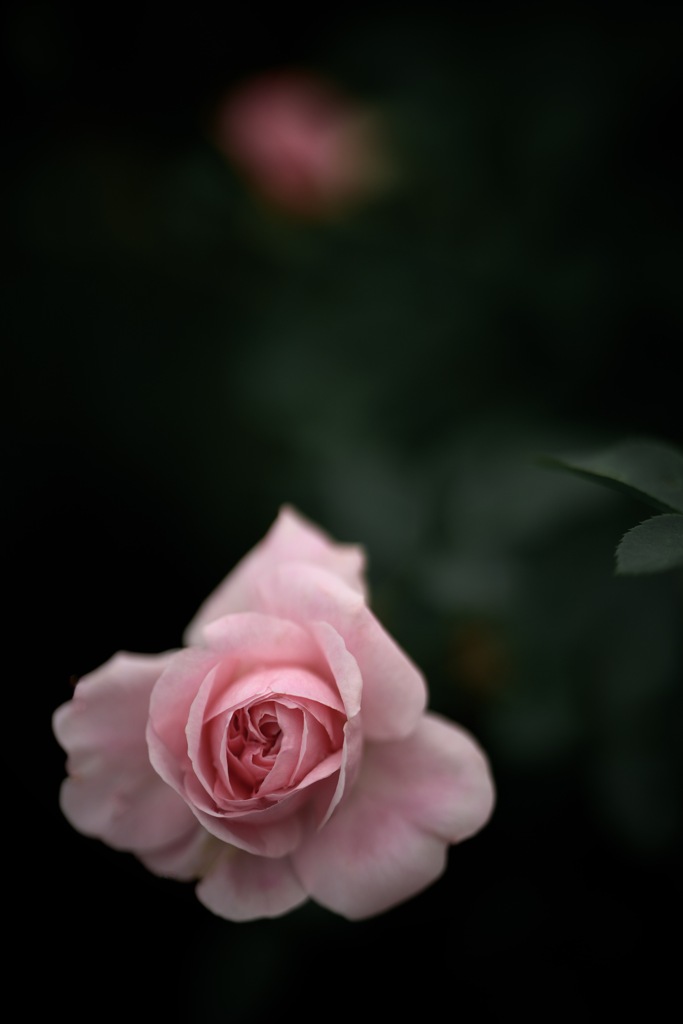 そっと見つめて