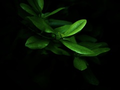 温室内の植物