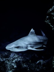 サメ・ツマグロ