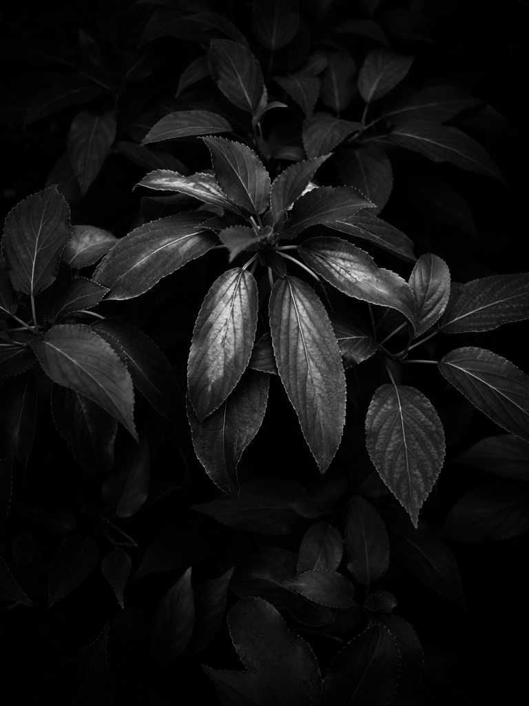 温室内の植物（モノクロ）