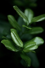 暗がりにつやめく 暗がりにつやめく