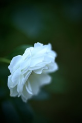 凍てつく温もり