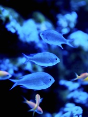 アクアリウムの生き物
