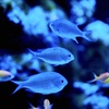 アクアリウムの生き物