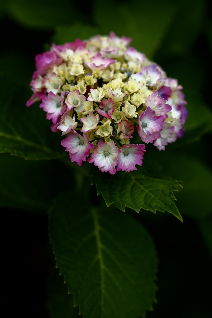 曇りの日の紫陽花