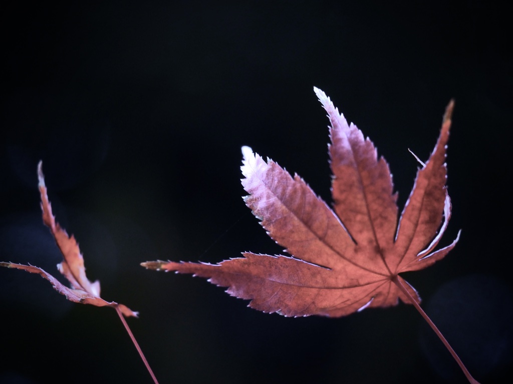 紅葉