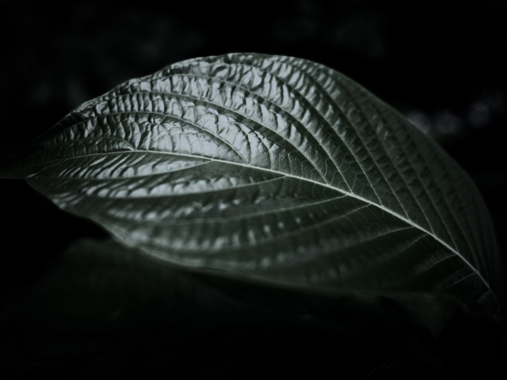 温室内の植物