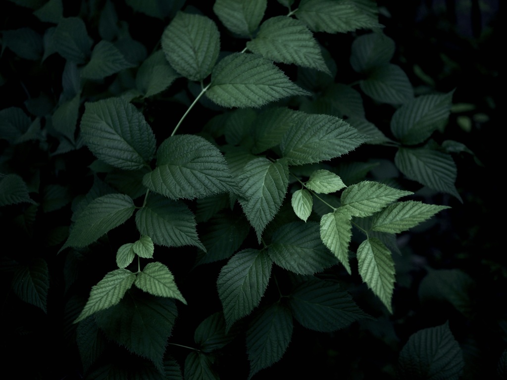 植物