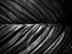 温室内の植物（モノクロ）