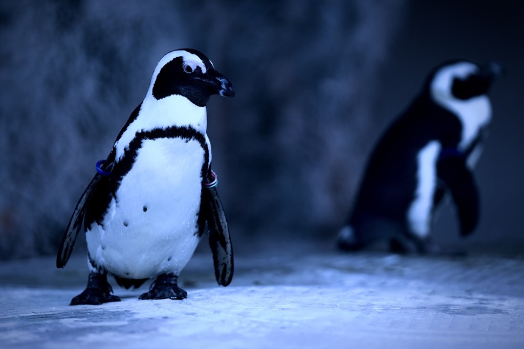 おすましステップ