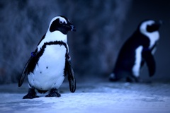 おすましステップ