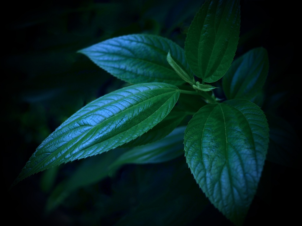 温室内の植物